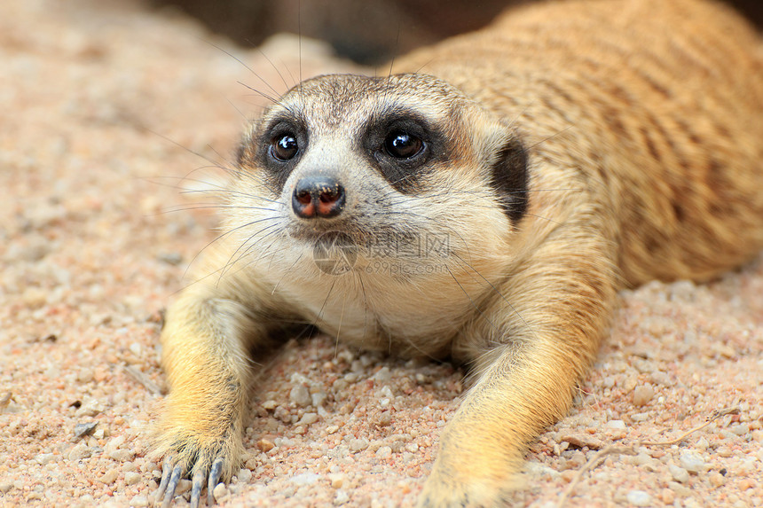 迈尔卡特手表动物野生动物生物沙漠公园动物园警卫鼻子哺乳动物图片