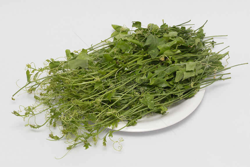 艾维高尔德草本植物叶子葫芦白色营养食物蔬菜小路食品球藻图片