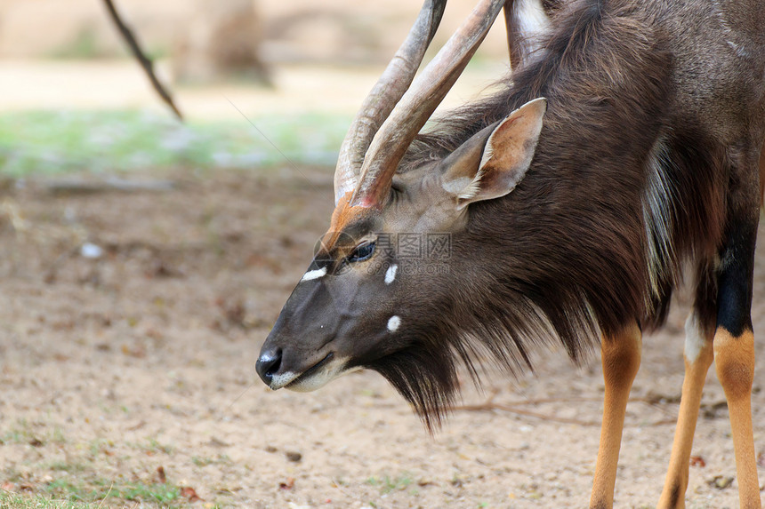 尼亚拉地面自然景观森林荒野鬃毛游乐园羚羊野生动物自由丛林图片