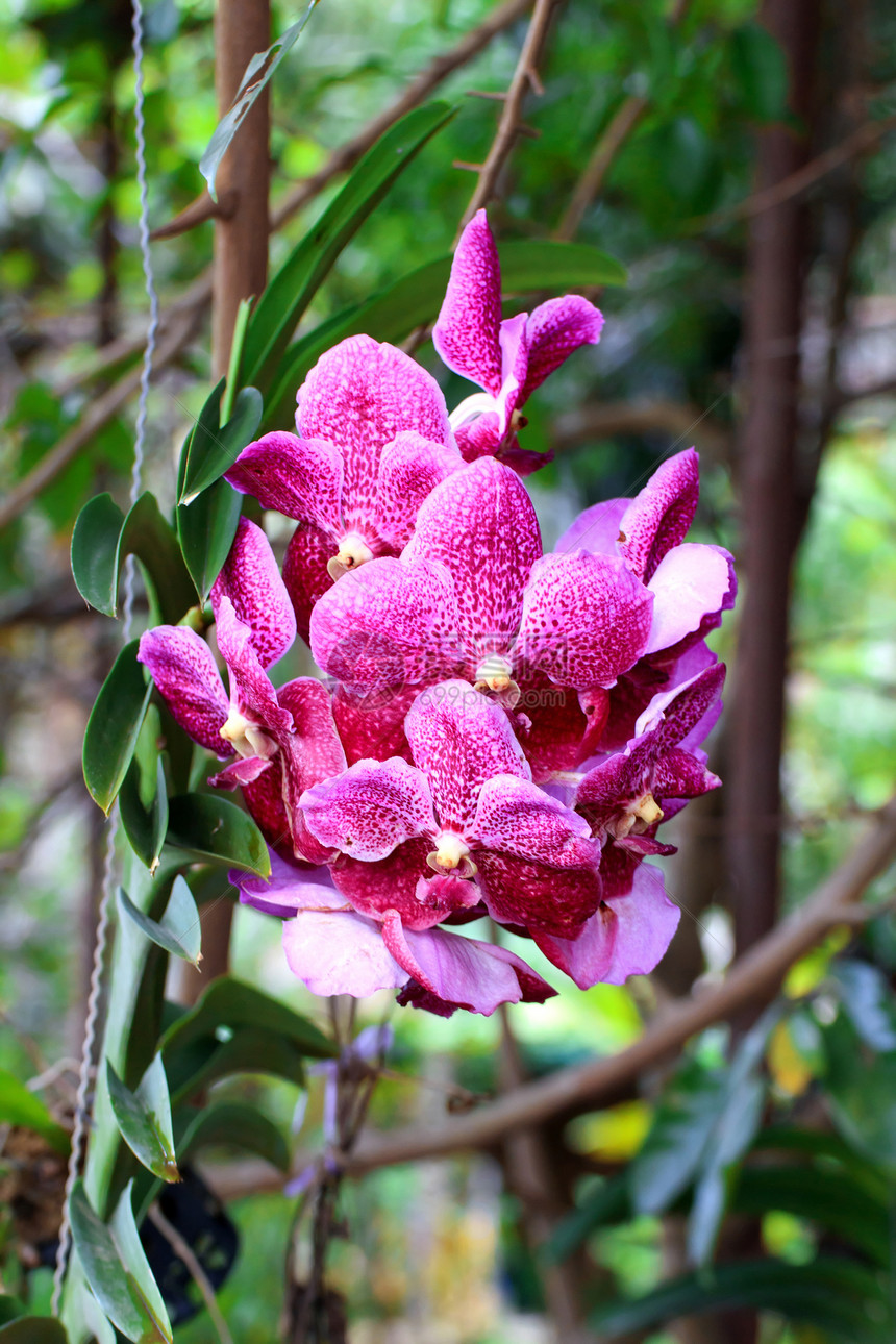 兰花花园花瓣治疗框架植物植物学植物群装饰风格美丽图片