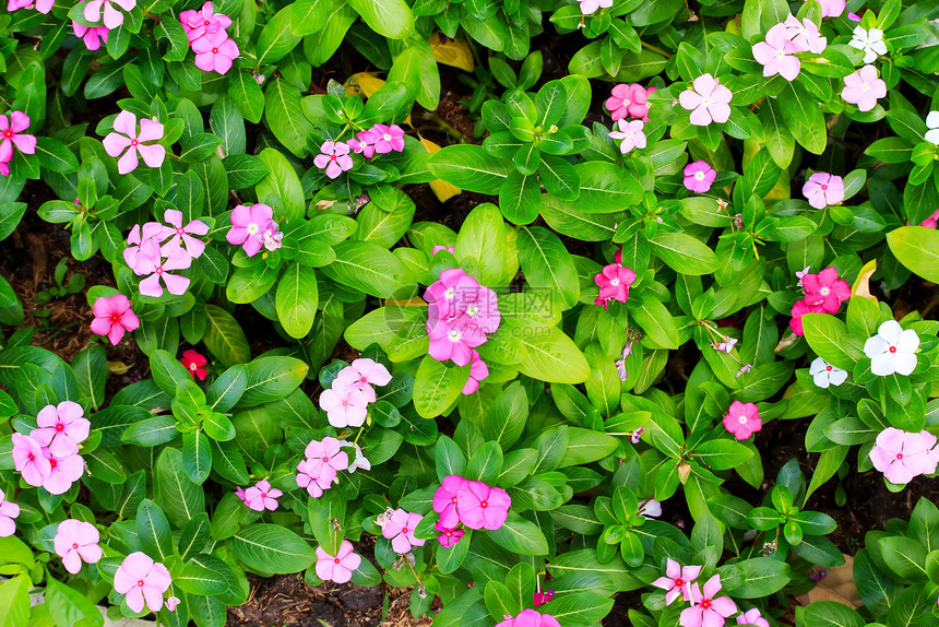 粉红 Periwinkle花束宏观植物季节热带花园植物群紫色生长晴天图片