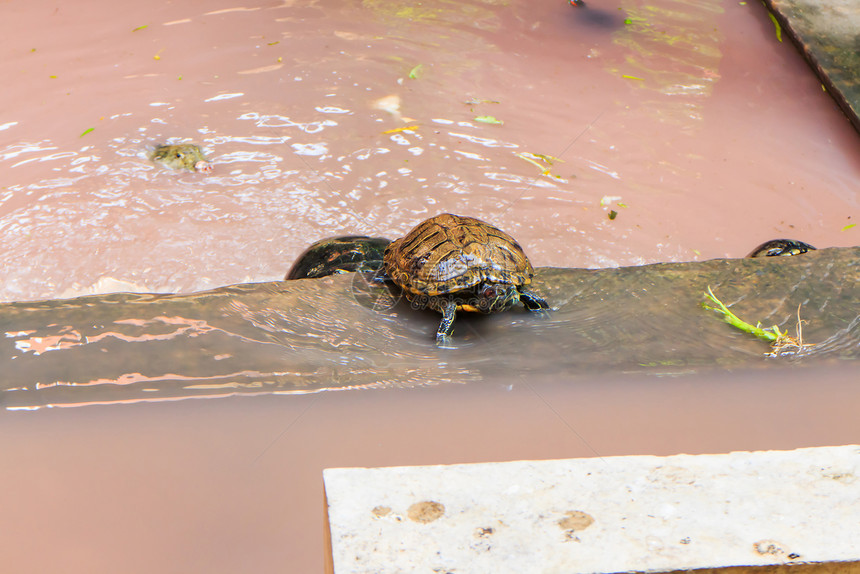 海龟公园荒野动物园男性海滩黄色陆龟乌龟棕色速度图片