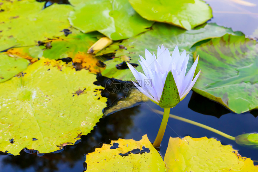 水百里绿色植物学情调紫色花瓣植物季节异国环境公园图片