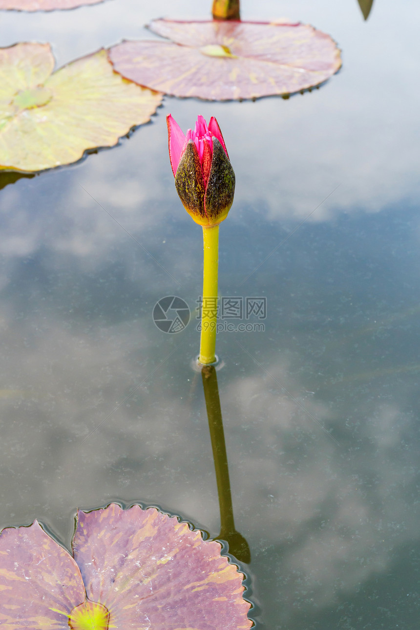 水百里美丽黄色百合池塘植物学异国紫色叶子季节公园图片