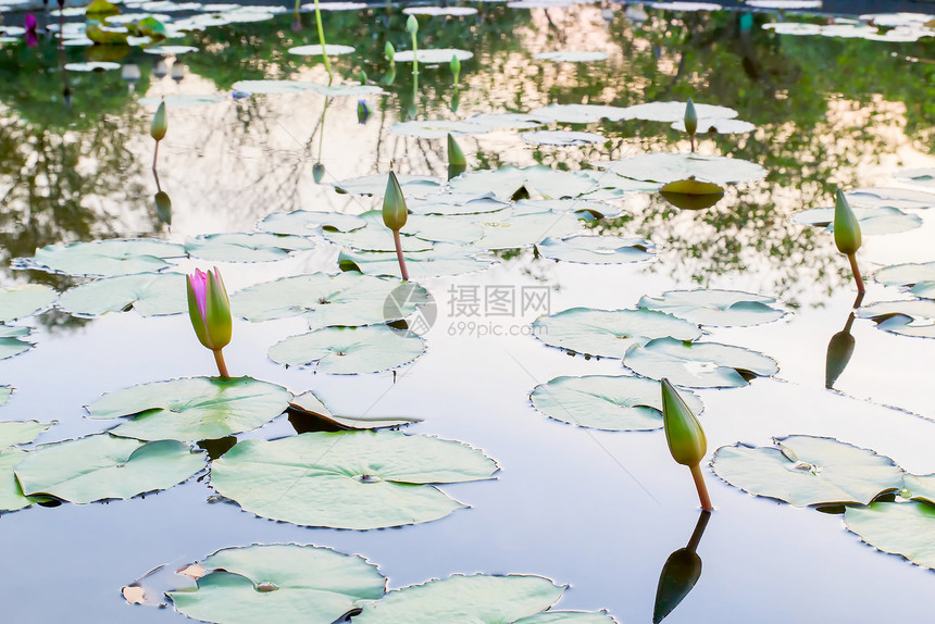 水百里荷花植物情调花瓣植物学公园美丽绿色黄色异国图片