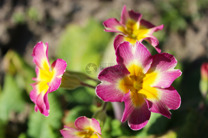 美丽的长普罗花粉色植物花店园丁疗法药品花朵植物学荒野自然图片