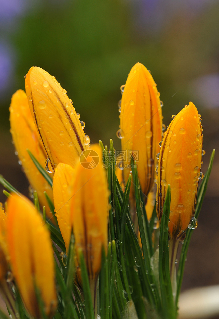 雨后郁金香橙子绿色季节水滴花园植物宏观红色白色花瓣图片