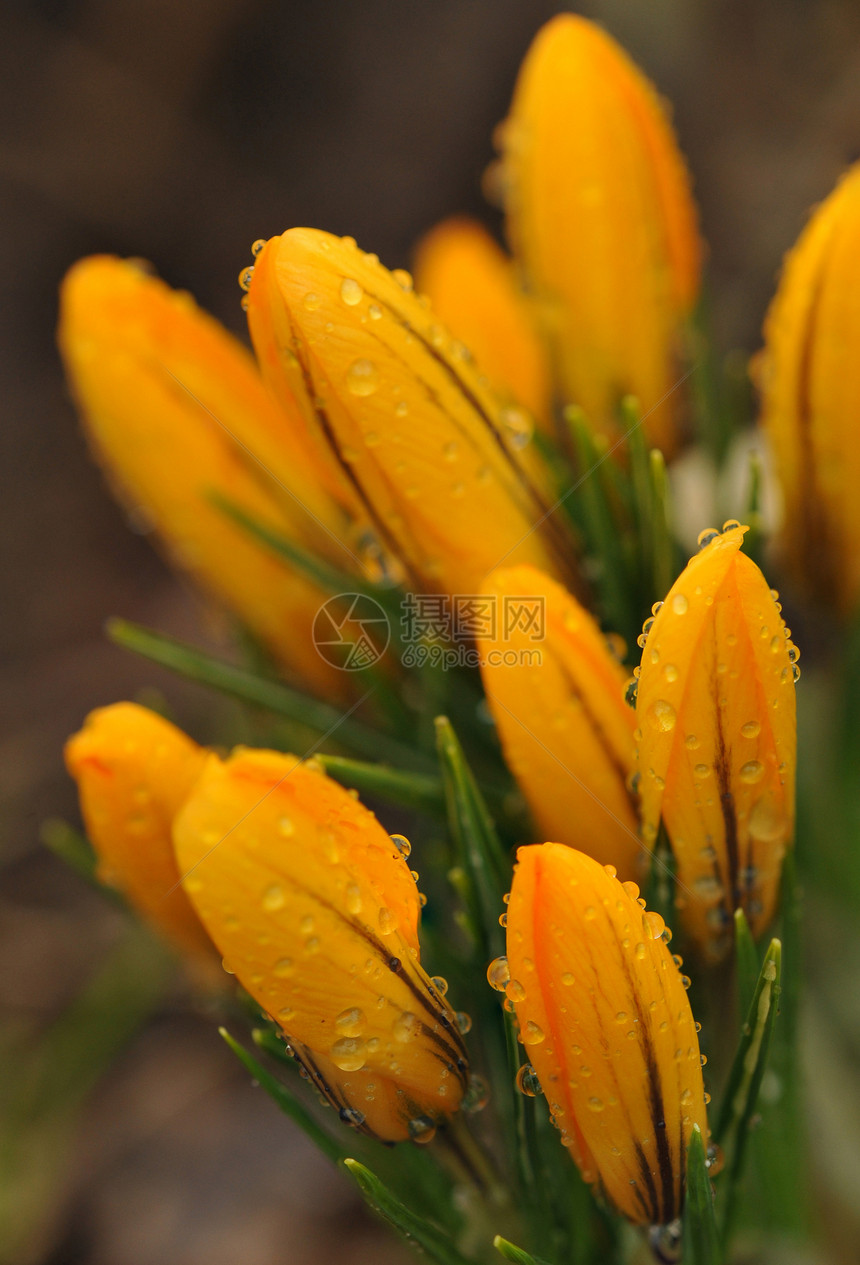 雨后郁金香水滴花园植物季节花瓣红色白色绿色橙子宏观图片