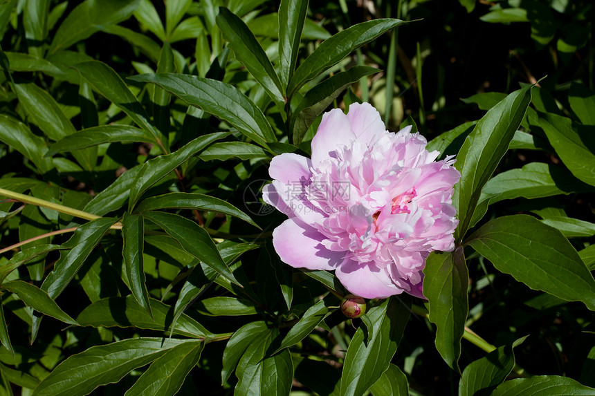 粉红小马晴天花期粉色植物群植被植物水平绿色花园阳光图片