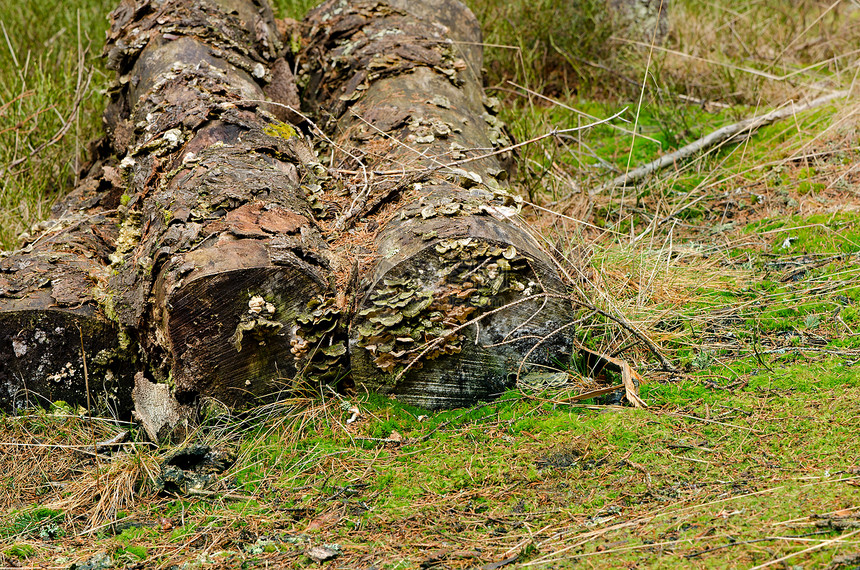 剪切树木柴堆记录生态松树木材材料燃料资源库存树干图片