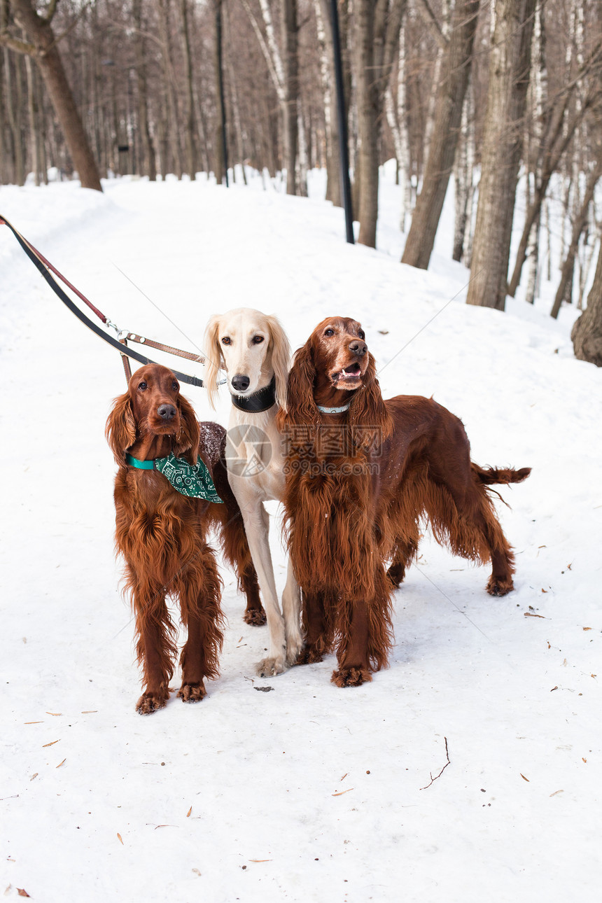 三只站立的狗棕色白色公园二传手食肉森林黑色动物姿势宠物图片