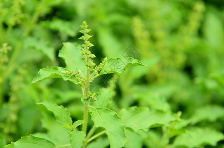 花园中最起码的圣所薄荷草本绿色香味叶子健康枝条蔬菜紫色草本植物背景图片