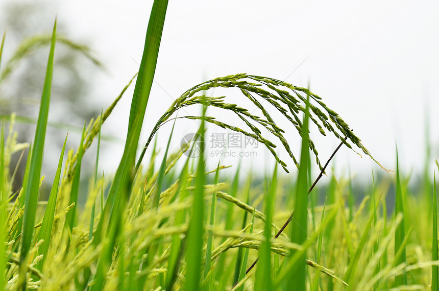 准备收割的稻米作物金子草地收获稻田城市乡村食物黄色宏观植物图片