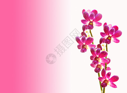 紫色彩旗粉红花兰花花 与世隔绝精神花瓣彩旗纪念日宏观生活植物热带紫色脆弱性背景