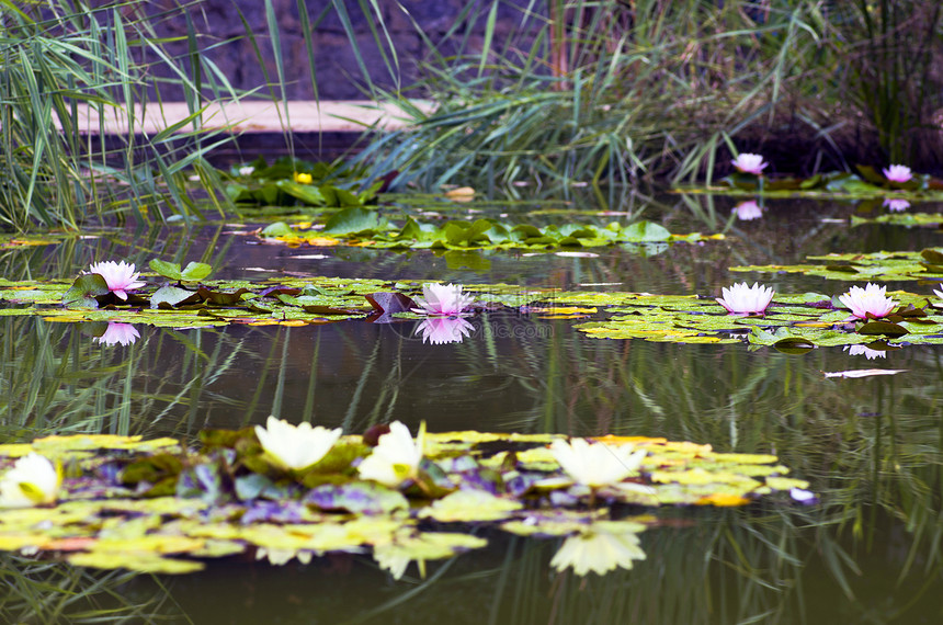 水上露莲花的图像植物荷花墙纸花瓣公园叶子水池传统味道环境图片
