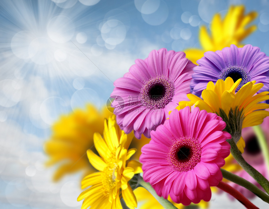 杂草花束背景天堂黄色太阳光线粉色绿色蓝色植物图片