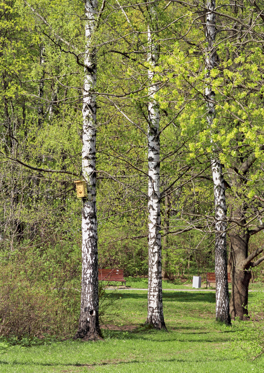 莫斯科公园娱乐草药树木长凳图片