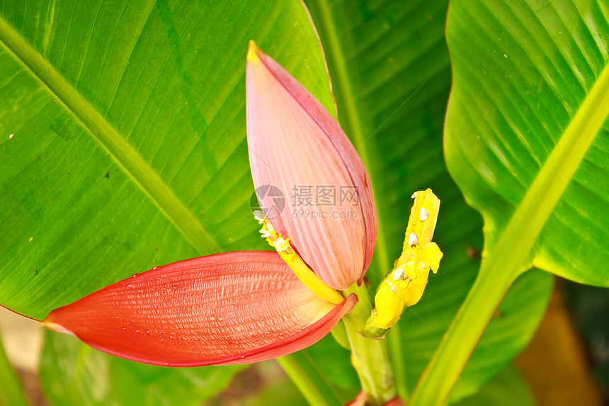 香蕉矿石食物环境水果花瓣叶子生长丛林热带团体植物图片