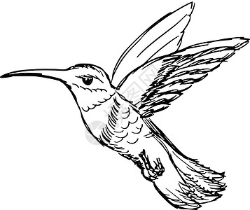 蜂鸟动物荒野飞行手绘大肠杆菌草图卡通片翅膀插图羽毛背景图片