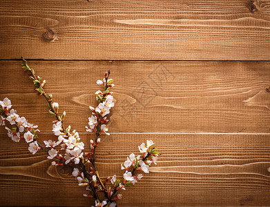 在木材纹理背景与 copyspac 的夏天花材料硬木国家松树平行线乡村岩石地板轻木木板背景图片