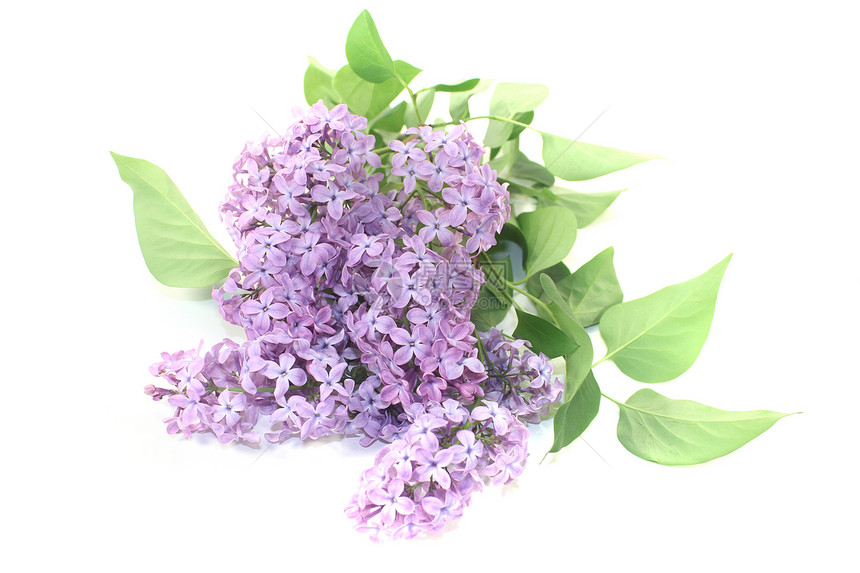 一束紫色的花朵长老白色香味花序花束植物绿色植物学季节花园图片