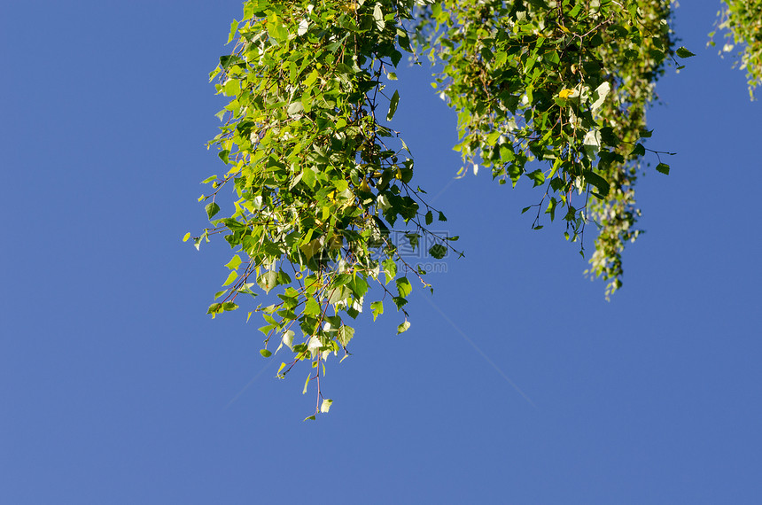 树枝上的树叶 与蓝色的天空相对图片