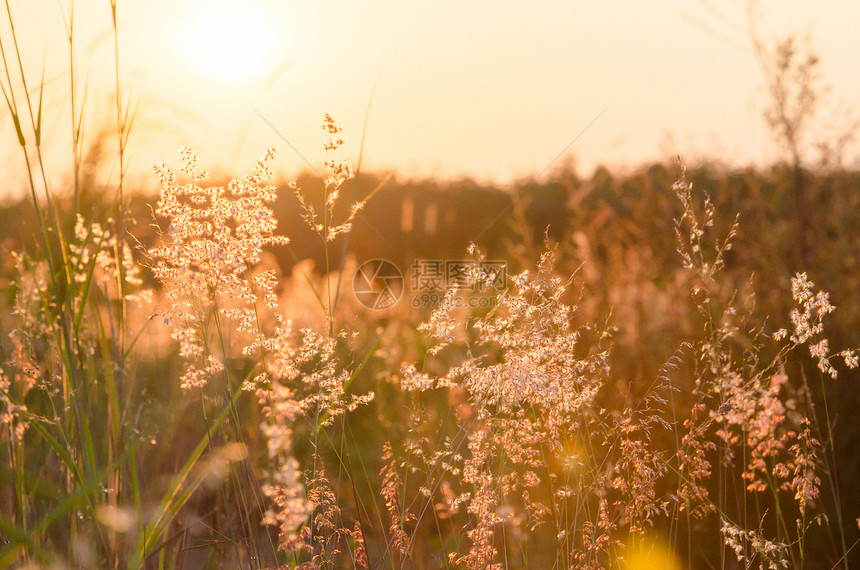 草原上花草的自然背景摘要 a地平线晴天农村花园土地植物群日落草地季节太阳图片