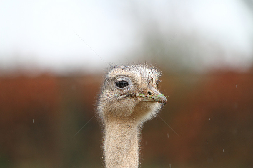达尔文的瑞亚羽毛野生动物眼睛比率图片