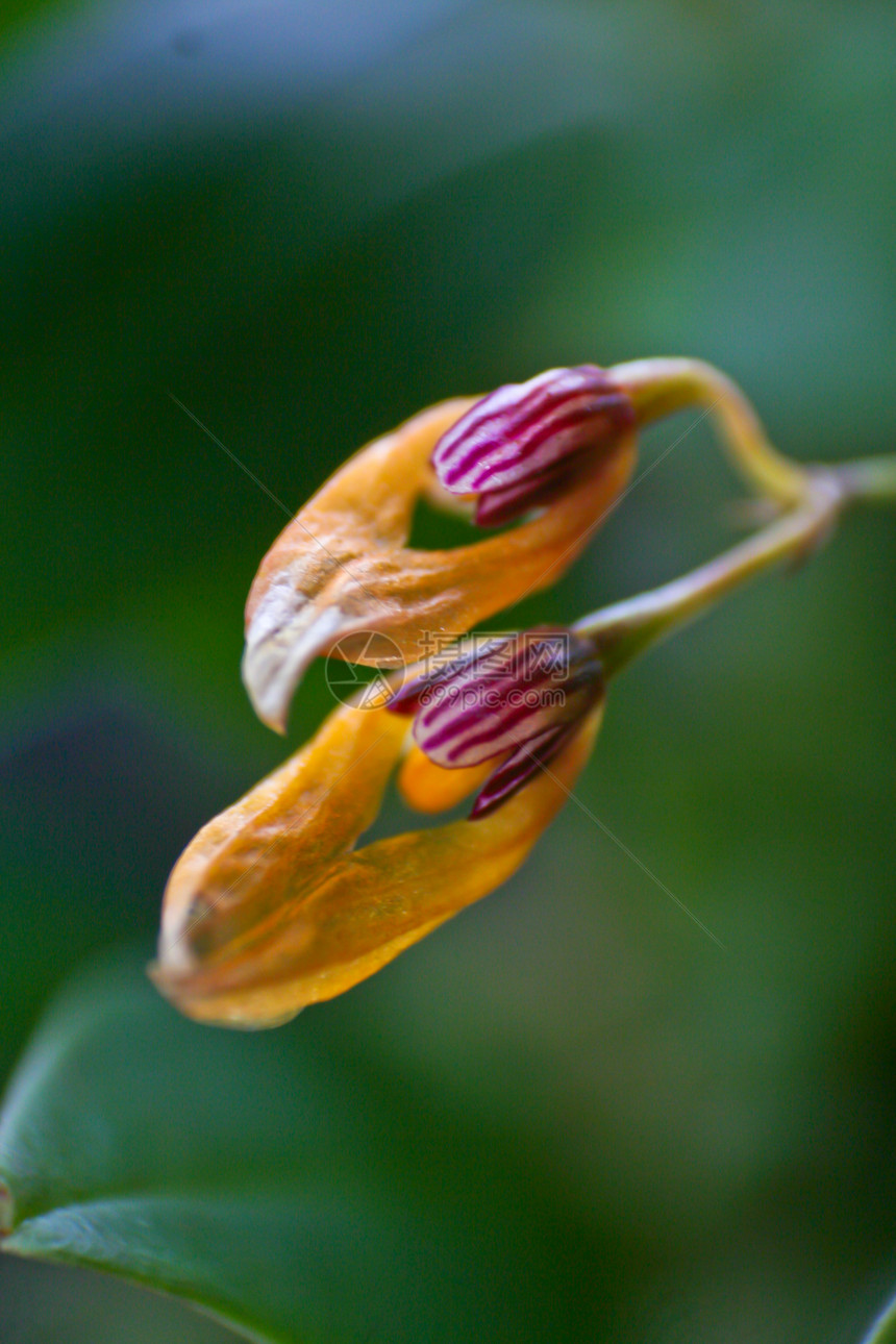 泰国森林中的野生兰花彩色异果雨林热带植物学植物叶子荒野植物群植物园图片