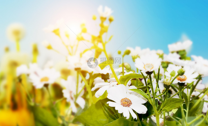 春田 有鲜花 菊花 草药 蓝天的阳光天空植物群生长花园国家园艺季节洋甘菊蓝色墙纸图片