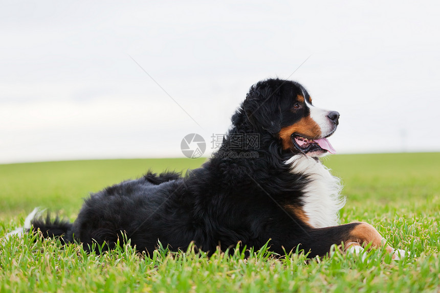 伯恩斯山狗躺在草地上 成年纯种图片