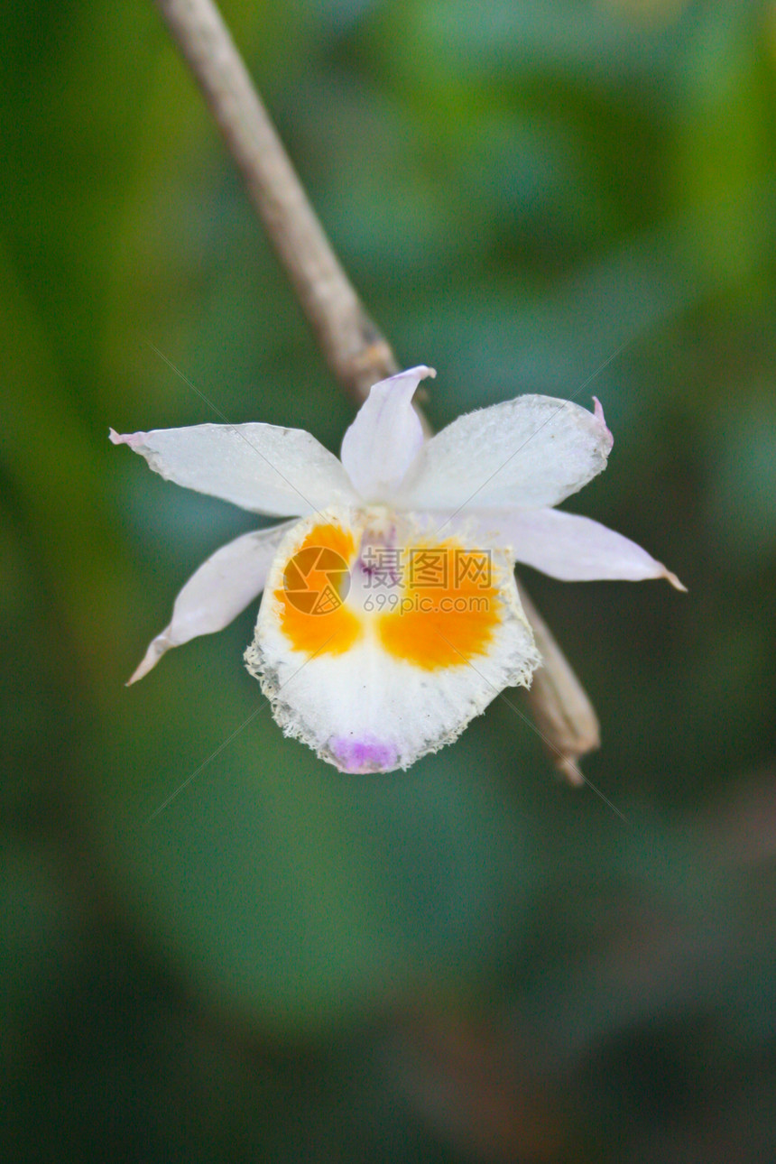 泰国森林中的野生兰花叶子植物园植物学荒野野生动物植物群植物异果彩色热带图片