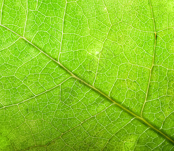 绿叶背景 特写季节季节性植物学静脉植物植物群颜料黄色宏观绿色背景图片