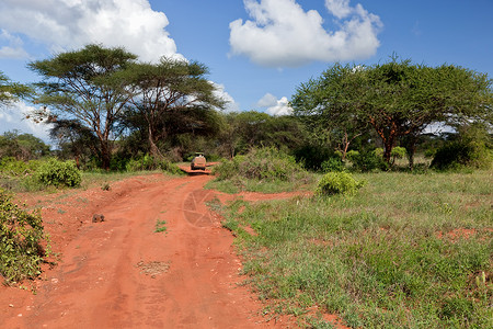 红地路 热带草原灌树 察沃西部 肯尼亚 非洲风景荒野地面天空旅行土壤国家大草原晴天环境背景图片