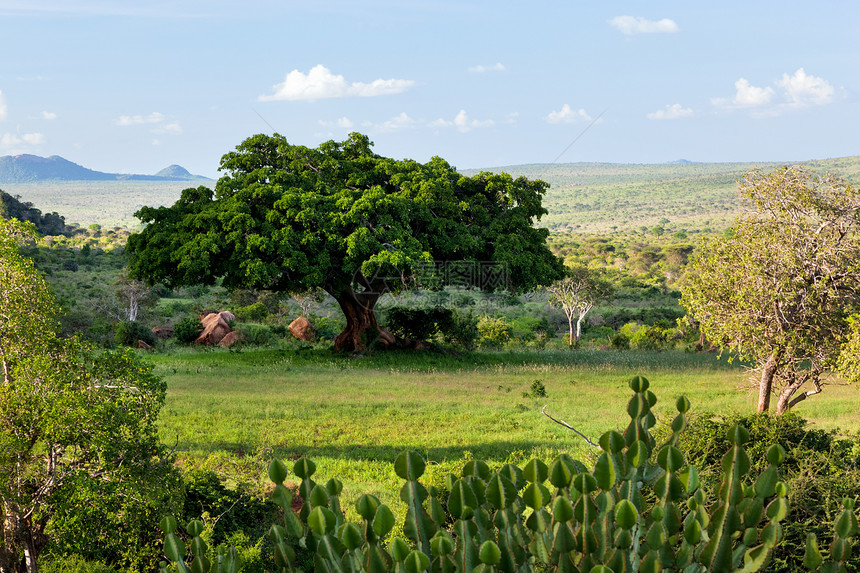 沙瓦纳 非洲灌木林的风景 察沃西部 肯尼亚图片