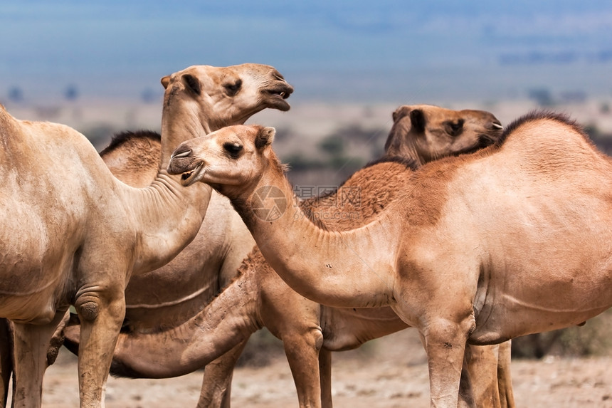 非洲骆驼群体非洲运输旅游大草原沙漠孤独游客哺乳动物动物太阳旅行图片