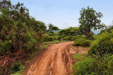 红地路 热带草原灌树 察沃西部 肯尼亚 非洲风景大草原土壤地面丘陵环境植物群天空荒野国家背景图片