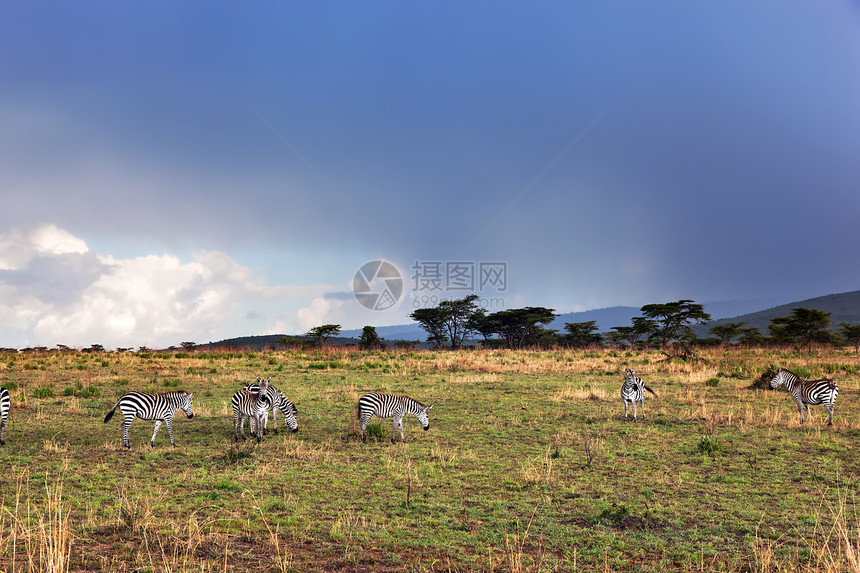 非洲草原上的斑马群树木冒险斑马天空公园白色风景哺乳动物游戏黑色图片