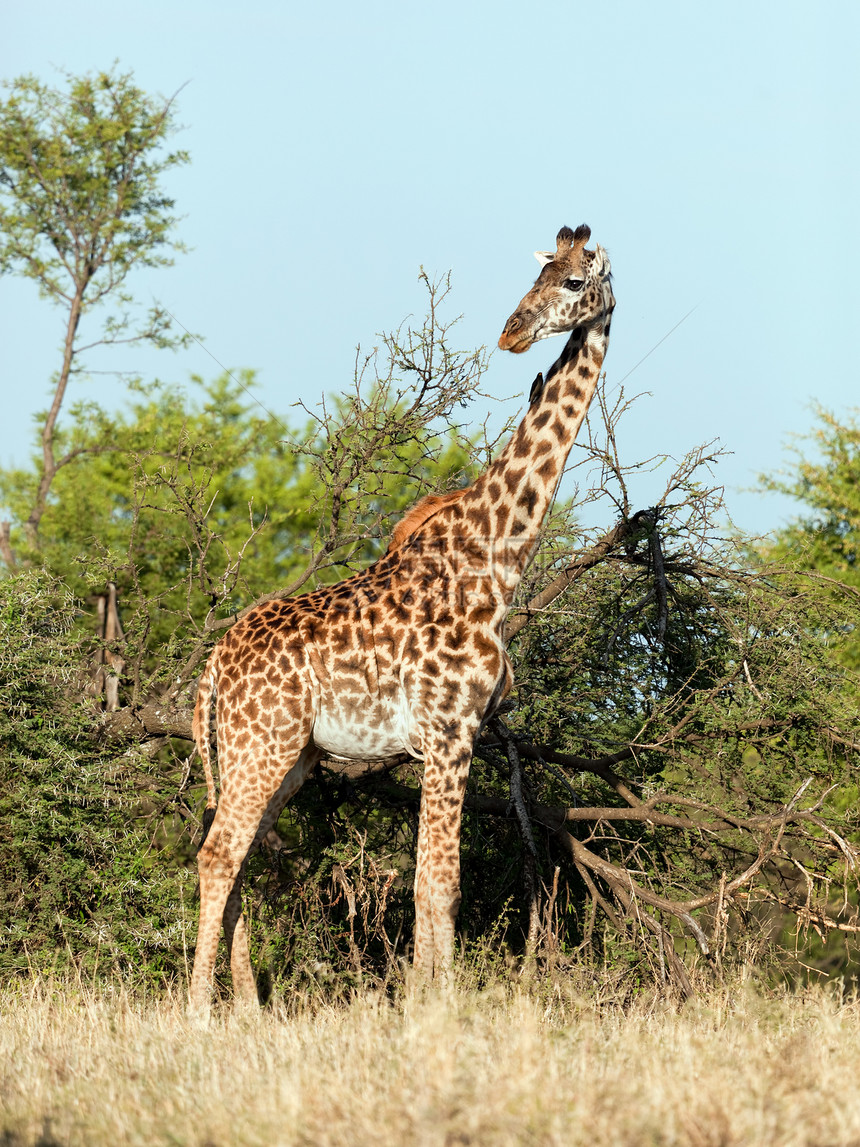 热带草原上的Giraffe 非洲坦桑尼亚塞伦盖蒂的SafariSerengeti树木天空耳朵脖子喇叭荒野动物大草原食草斑点图片