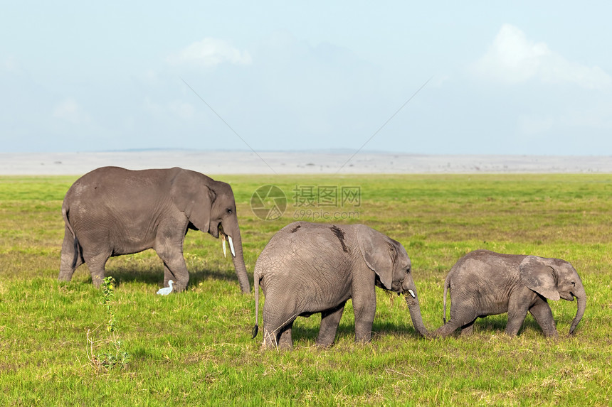 Elephants 牧民 热带草原上的家庭 肯尼亚安博塞利的图片