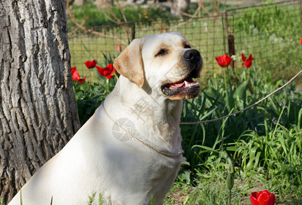 春天的黄弧度动物朋友宠物犬类男性喜悦太阳背景图片