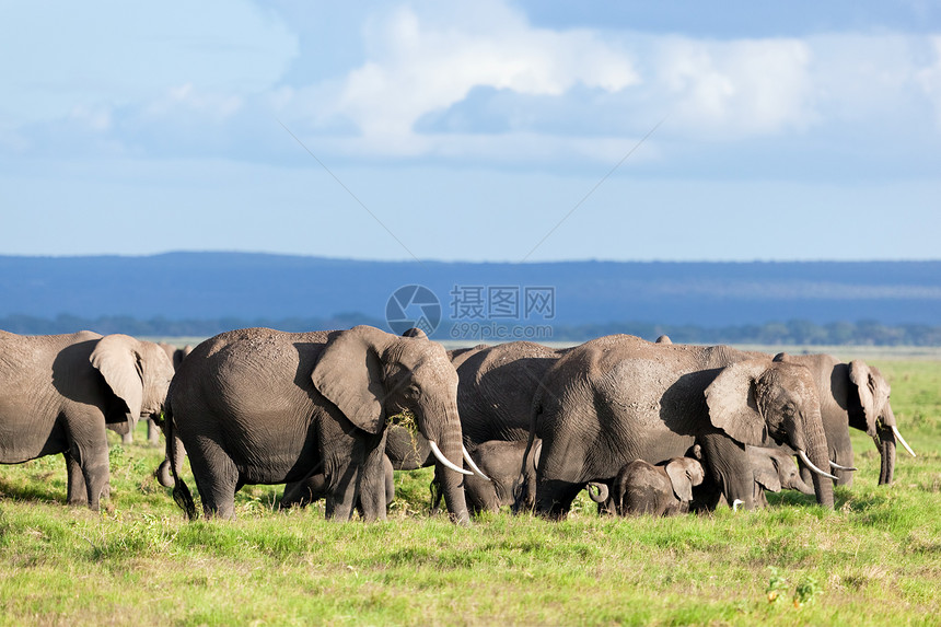 肯尼亚安博塞利的Safari 肯尼亚 非洲蓝色旅游公园树干草原大草原天空荒野獠牙晴天图片