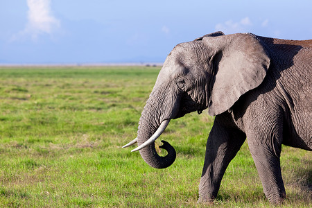 田原火井肯尼亚安博塞利的Safari 肯尼亚 非洲动物旅行黄色獠牙橙子天空旅游哺乳动物金子环境背景