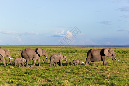 肯尼亚安博塞利的Safari 肯尼亚 非洲全景獠牙野生动物国家大草原公园荒野家庭树干动物背景图片