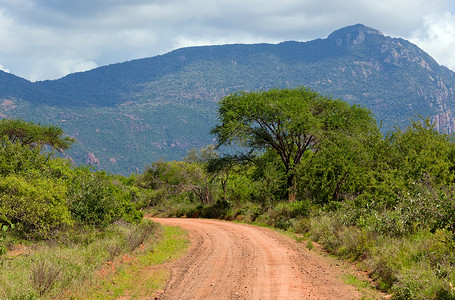 红地路 热带草原灌树 察沃西部 肯尼亚 非洲天空荒野植物群国家大草原蓝色公园环境植物旅行背景图片