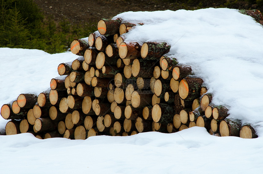 木头材料环境柴堆松树国家木工人木材树干生态日志图片