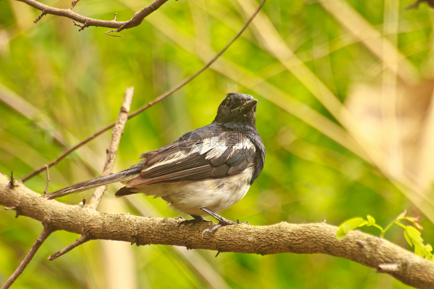 东方马皮罗宾热带翅膀鸟类枝条动物自由公园环境生物尾巴图片