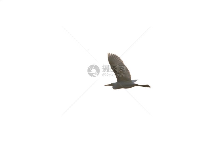 孤立于背景的egret图片