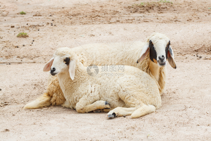 山羊躺下 两队场地眼睛羊肉草地宝贝哺乳动物生物农业手表家畜图片