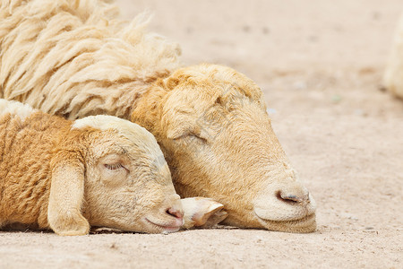 山羊躺下 两队哺乳动物生物农场动物牺牲耳朵少年农村家畜宝贝背景图片